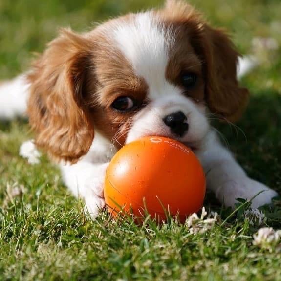 chiot Cavalier King Charles Spaniel Delphine Fleury