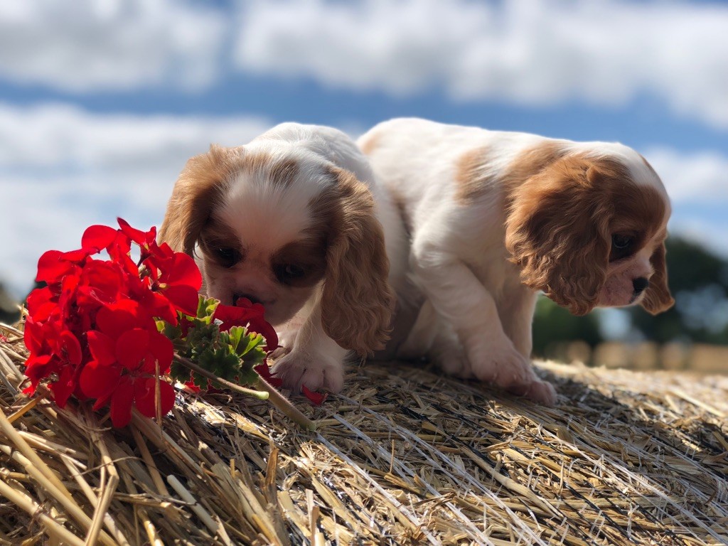 Delphine Fleury - Chiot disponible  - Cavalier King Charles Spaniel