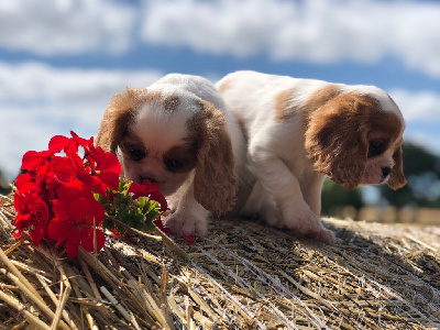 Delphine Fleury - Cavalier King Charles Spaniel - Portée née le 07/09/2024