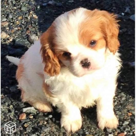 Delphine Fleury - Chiot disponible  - Cavalier King Charles Spaniel