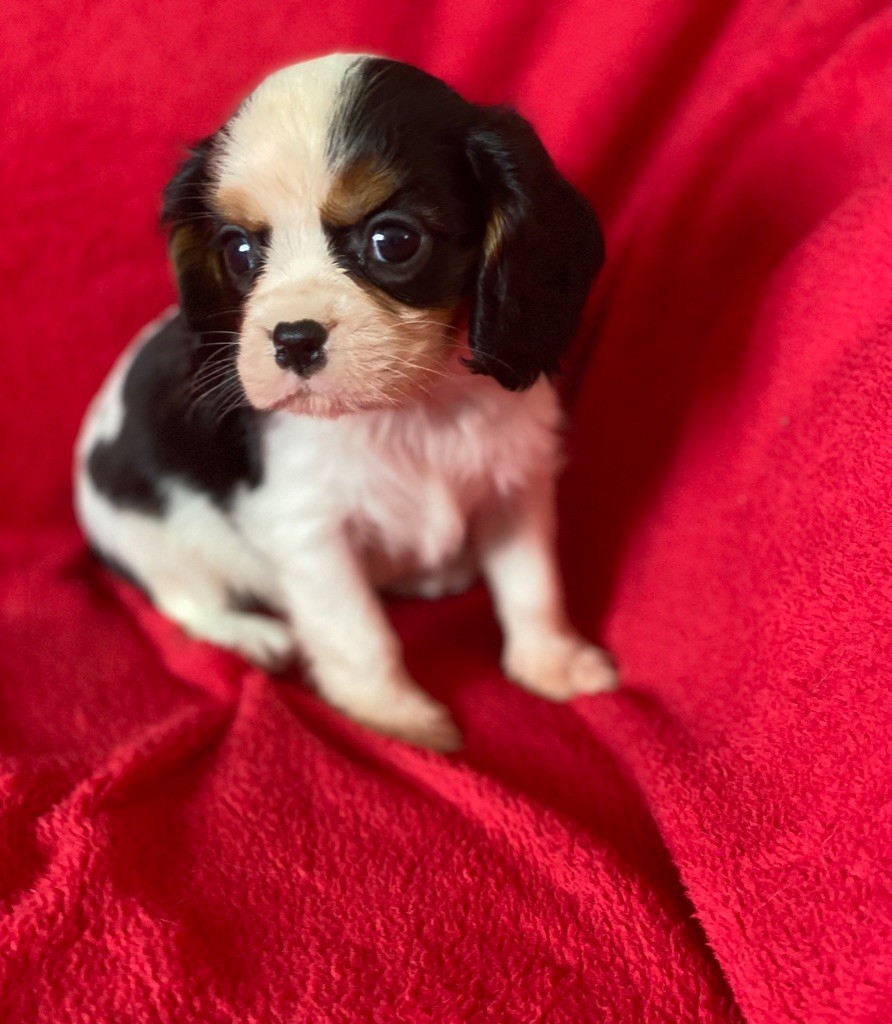 Delphine Fleury - Chiots disponibles - Cavalier King Charles Spaniel