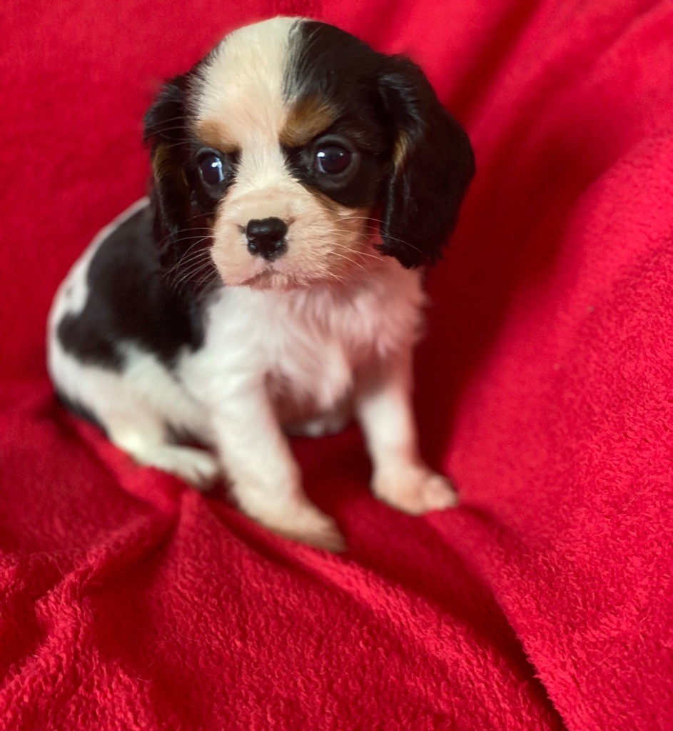 Delphine Fleury - Chiots disponibles - Cavalier King Charles Spaniel